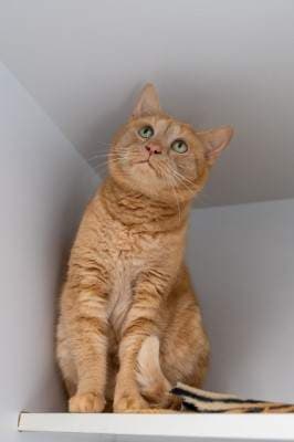 Narmi - Domestic Short Hair cat available for adoption at Animal Welfare League NSW in Sydney