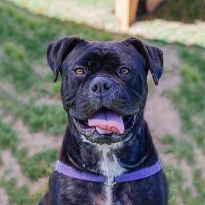 Bundy Bear - Bullmastiff available for adoption in Calgary
