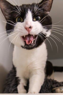 Krumm - Domestic Short Hair cat available for adoption in Calgary