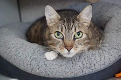 Angelo - Domestic Short Hair cat available for adoption at Animal Welfare League NSW in Sydney