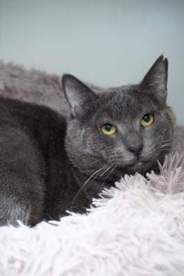 Sweetie Boy - Domestic Short Hair cat available for adoption at Animal Welfare League NSW in Sydney