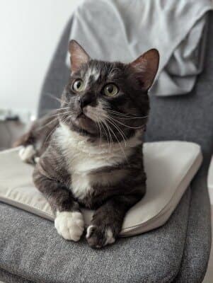 Goomba - Domestic Short Hair cat available for adoption in Calgary