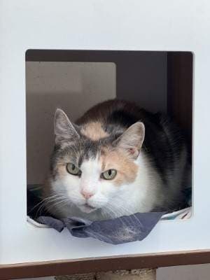 Jacinta - Domestic Short Hair available for adoption in Sydney