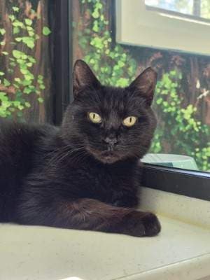 Ernest - Domestic Short Hair available for adoption in Sydney
