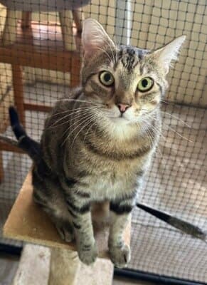 Daisy - Domestic Medium Hair cat available for adoption in Calgary