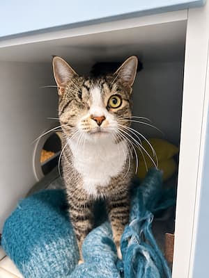 Guts - Domestic Short Hair available for adoption in Sydney