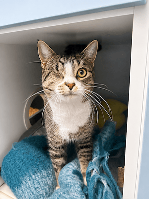 Guts - Domestic Short Hair cat available for adoption at Animal Welfare League NSW in Sydney
