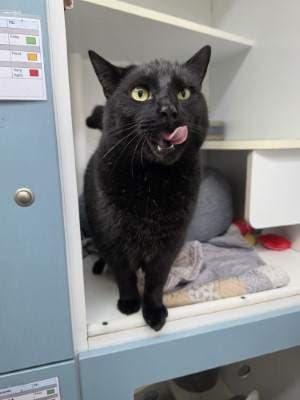 Kisa - Domestic Short Hair cat available for adoption in Sydney