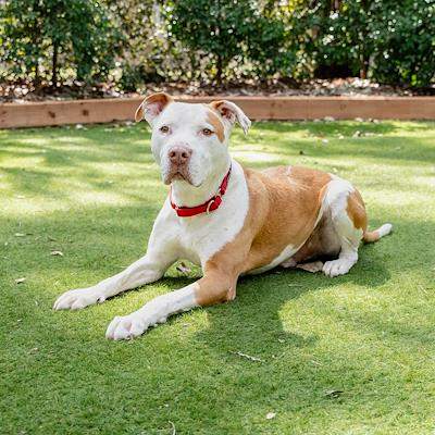 Boxa - Bull Arab available for adoption in Sydney