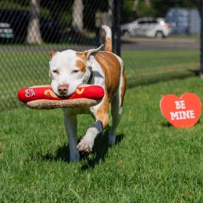 Boxa - Bull Arab available for adoption in Sydney