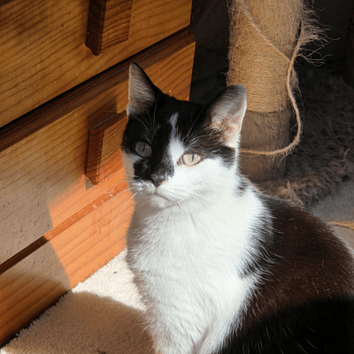 June - Domestic Short Hair cat available for adoption in Calgary