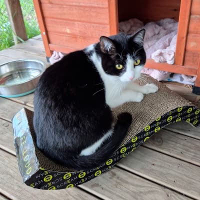 Molly - Domestic Short Hair available for adoption in Shoalhaven