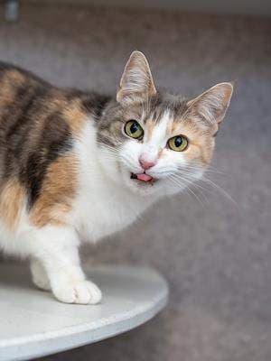 Jasmina - Domestic Short Hair available for adoption in Sydney
