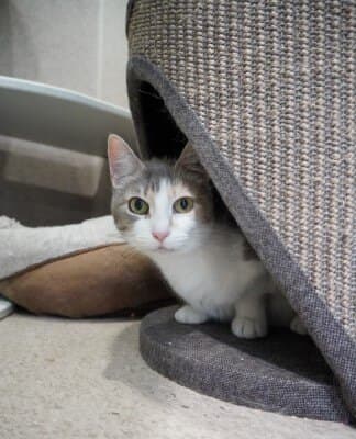 Jasmina - Domestic Short Hair cat available for adoption in Calgary