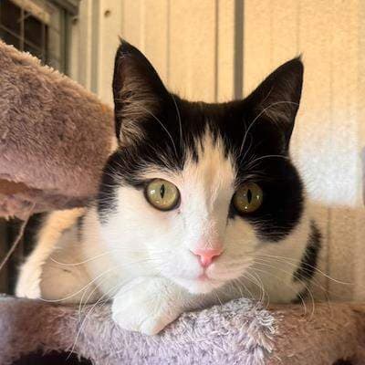 Panda - Domestic Short Hair cat available for adoption at Animal Welfare League NSW in Far South Coast