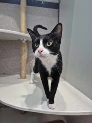 Dora - Domestic Short Hair cat available for adoption in Calgary