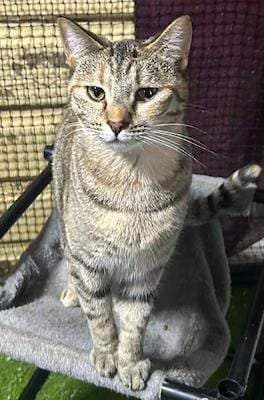 Socks - Domestic Short Hair available for adoption in Gunnedah