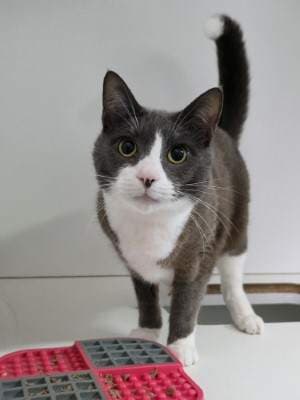Cooper - Domestic Short Hair available for adoption in Sydney