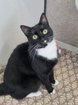 Daisy - Domestic Short Hair cat available for adoption at Animal Welfare League NSW in Sydney