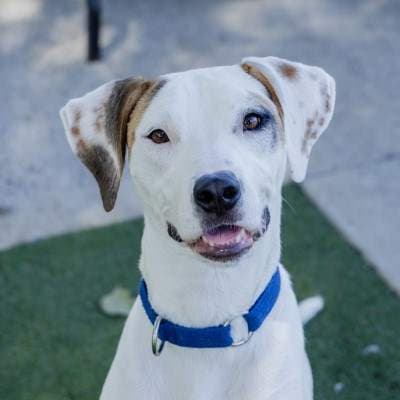 Kindred - Pointer available for adoption in Sydney