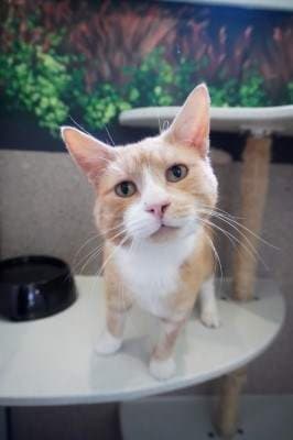 Tipsy - Domestic Short Hair available for adoption in Sydney