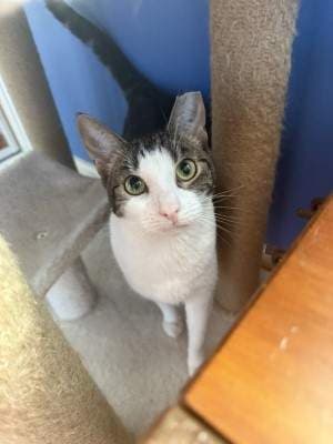 Sophia - Domestic Short Hair cat available for adoption at Animal Welfare League NSW in Sydney