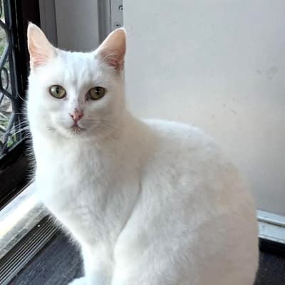 Kimba - Domestic Short Hair cat available for adoption at Animal Welfare League NSW in Nowra