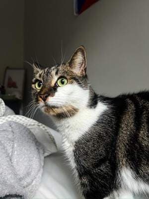 Iggy - Domestic Short Hair cat available for adoption at Animal Welfare League NSW in Sydney