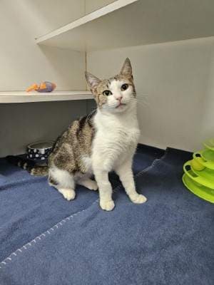 Monroe - Domestic Short Hair cat available for adoption at Animal Welfare League NSW in Sydney