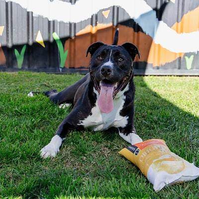 Goose - American Staffordshire Terrier available for adoption at Animal Welfare League NSW in Sydney