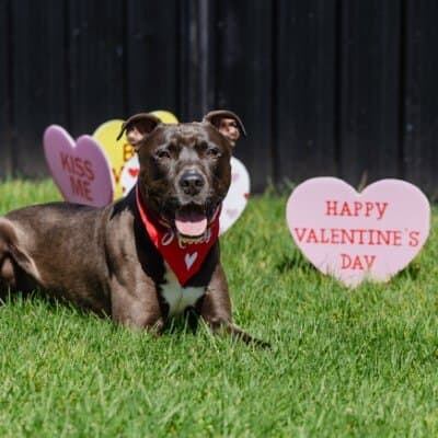 Jamal - American Staffordshire Terrier available for adoption in Calgary