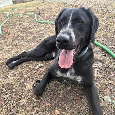 Tio - German Shorthaired Pointer available for adoption in Bega