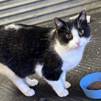 Lulu - Domestic Short Hair cat available for adoption at Animal Welfare League NSW in Sydney