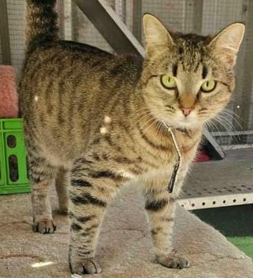 Meme - Domestic Short Hair cat available for adoption at Animal Welfare League NSW in Glen Innes