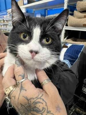 Sylvester - Domestic Short Hair cat available for adoption at Animal Welfare League NSW in Glen Innes