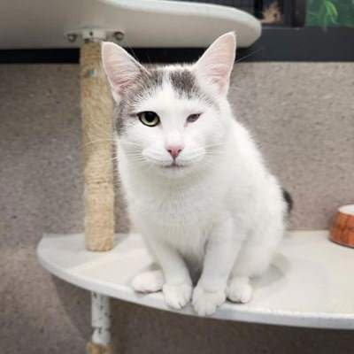 Pastizzi - Domestic Short Hair cat available for adoption at Animal Welfare League NSW in Sydney