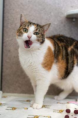 Mumma Coco - Domestic Short Hair cat available for adoption at Animal Welfare League NSW in Sydney