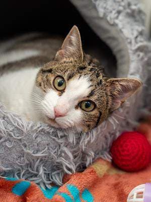 Oreo - Domestic Short Hair cat available for adoption at Animal Welfare League NSW in Sydney