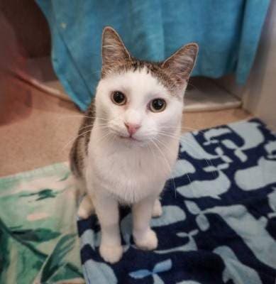 Star - Domestic Short Hair cat available for adoption at Animal Welfare League NSW in Sydney
