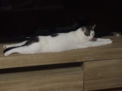 Mouse - Domestic Short Hair cat available for adoption at Animal Welfare League NSW in Sydney