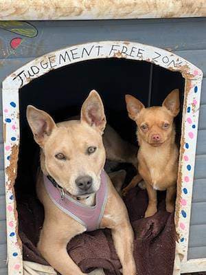 Maggie - Staffordshire Bull Terrier available for adoption in Tamworth