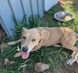 Rosey - Australian Cattle Dog available for adoption at Animal Welfare League NSW in Calgary