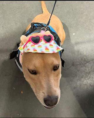 Chops - Staffordshire Bull Terrier available for adoption in Sydney