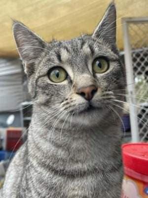 Clyde - Domestic Short Hair cat available for adoption at Animal Welfare League NSW in Glen Innes