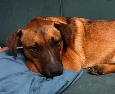 Rocco - Australian Stumpy Cattle Dog available for adoption in Sydney