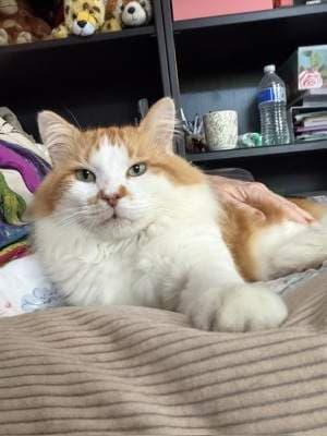 Fluffy - Domestic Medium Hair available for adoption in Shoalhaven