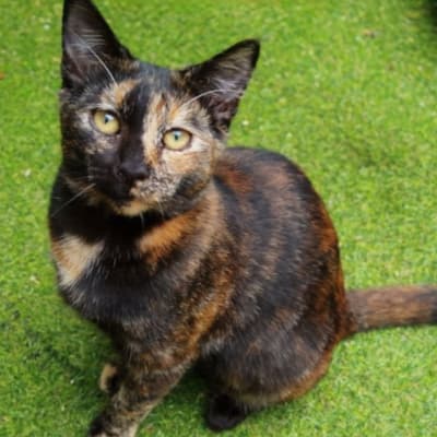 Kirby - Domestic Short Hair cat available for adoption at Animal Welfare League NSW in Gunnedah