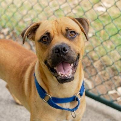 Roux - Boxer available for adoption in Sydney
