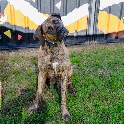 Luna - Bullmastiff available for adoption in Sydney