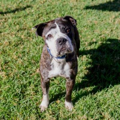 Mimi - Johnson Bulldog available for adoption at Animal Welfare League NSW in Sydney